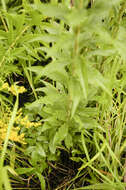 Image of goldenrod