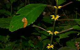 Image of Besleria insolita C. V. Morton