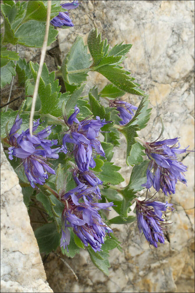 Image of Paederota bonarota (L.) L.