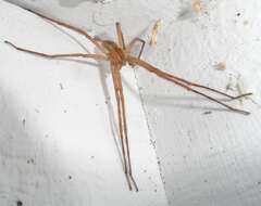 Image of Nursery Web Spiders