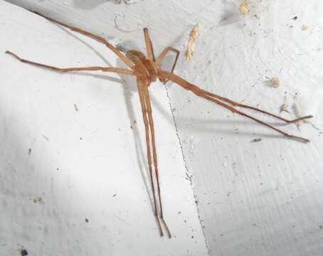 Image of Nursery Web Spiders