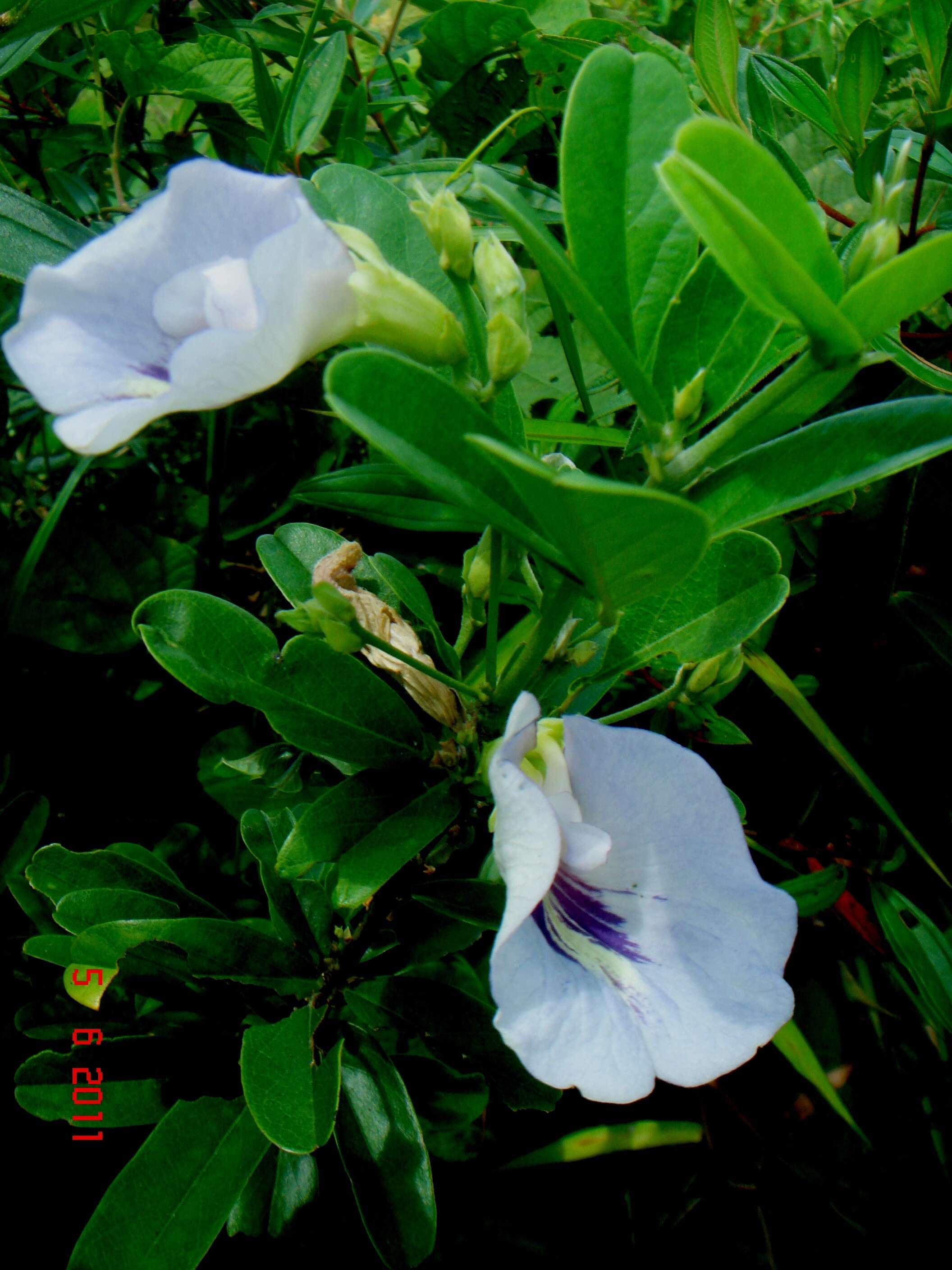 Image de Clitoria laurifolia Poir.