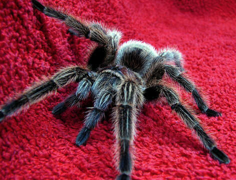 Image de Grammostola rosea (Walckenaer 1837)