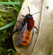 Image of Tawny Mining Bee