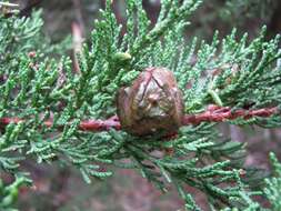 Image of Monterey cypress