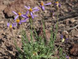 Image of aster