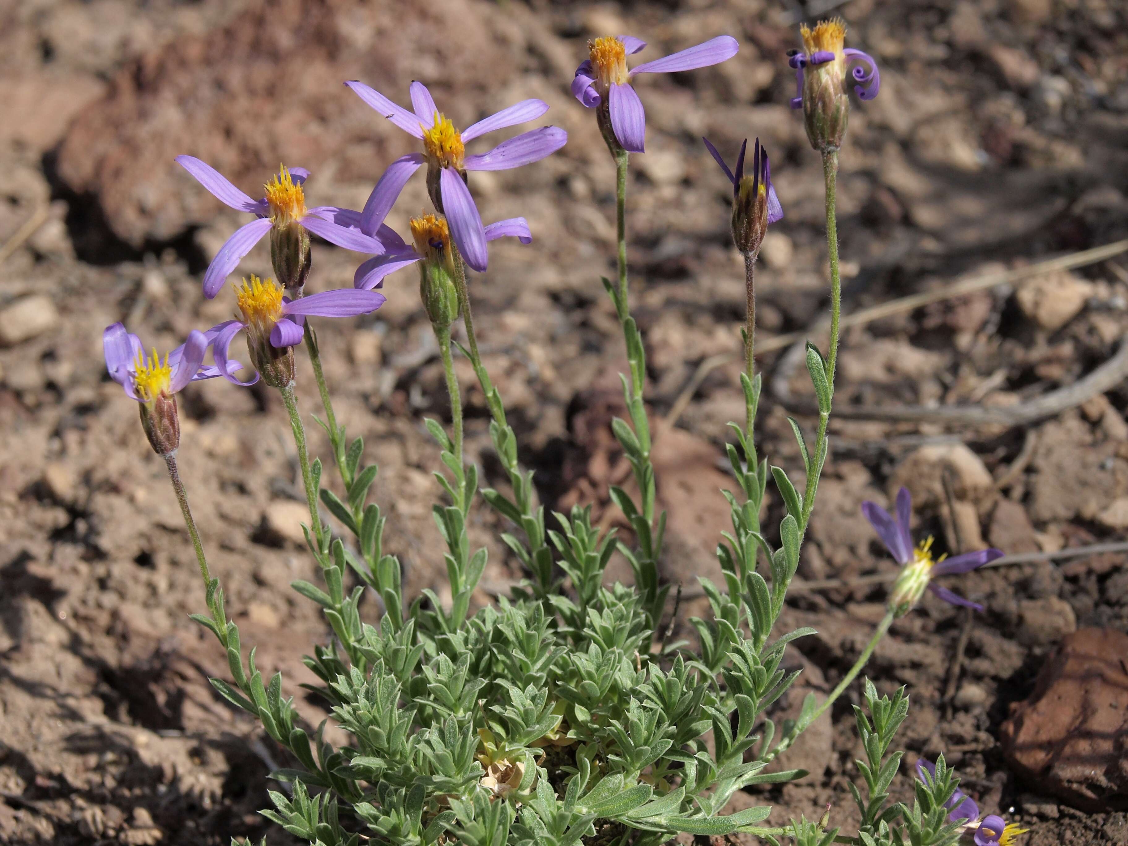 Image of aster