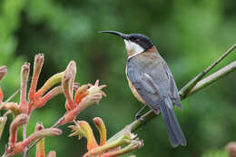 Acanthorhynchus Gould 1837 resmi