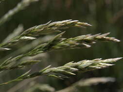 Image of Meadow Grasses