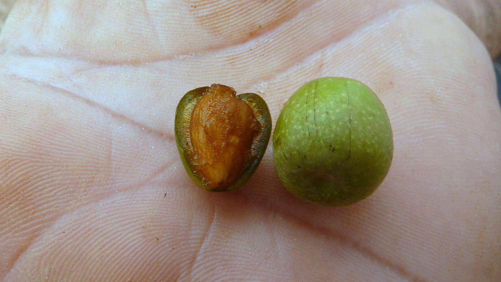 Image of Vitex hypoleuca Schauer