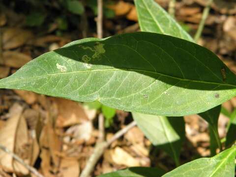 Image of milkweed