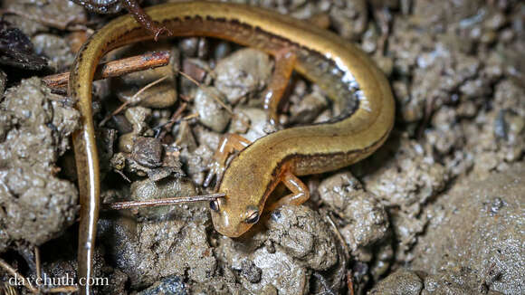 Image of Brook salamander