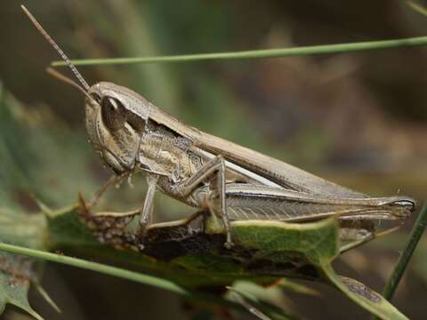 Image of Euchorthippus elegantulus Zeuner 1940