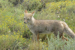 Image of South American fox