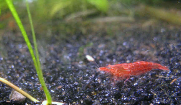 صورة <i>Neocaridina denticulata sinensis</i>