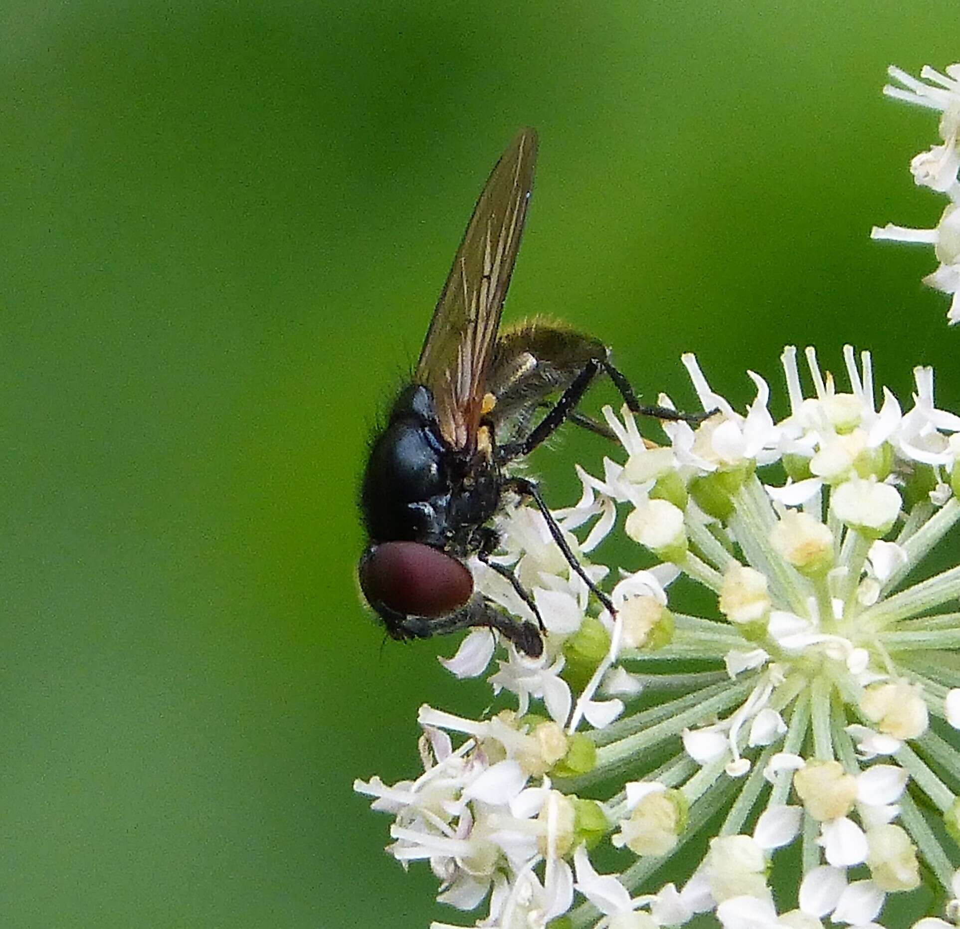 صورة Cheilosia