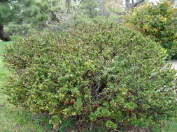 Image of Barberry