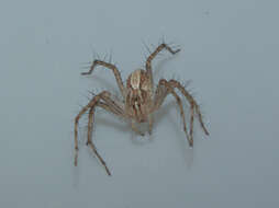 Image of lynx spider