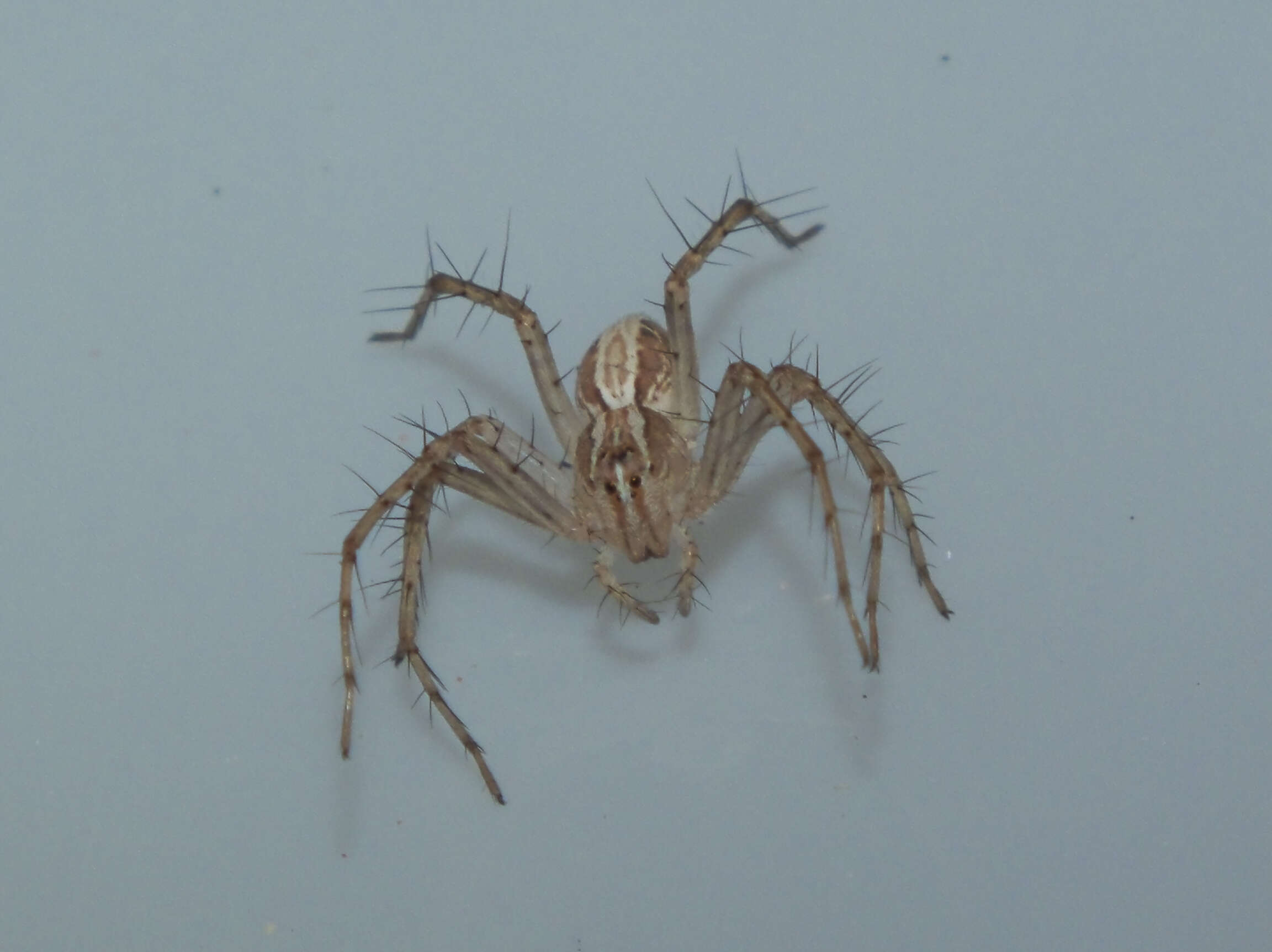 Image of lynx spider