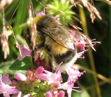 Image of Bumblebees