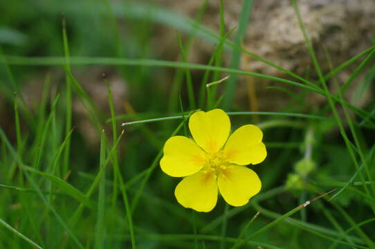 Image of Potentilla crantzii (Crantz) Beck