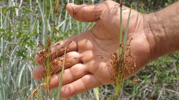 Sivun Lagenocarpus rigidus (Kunth) Nees kuva