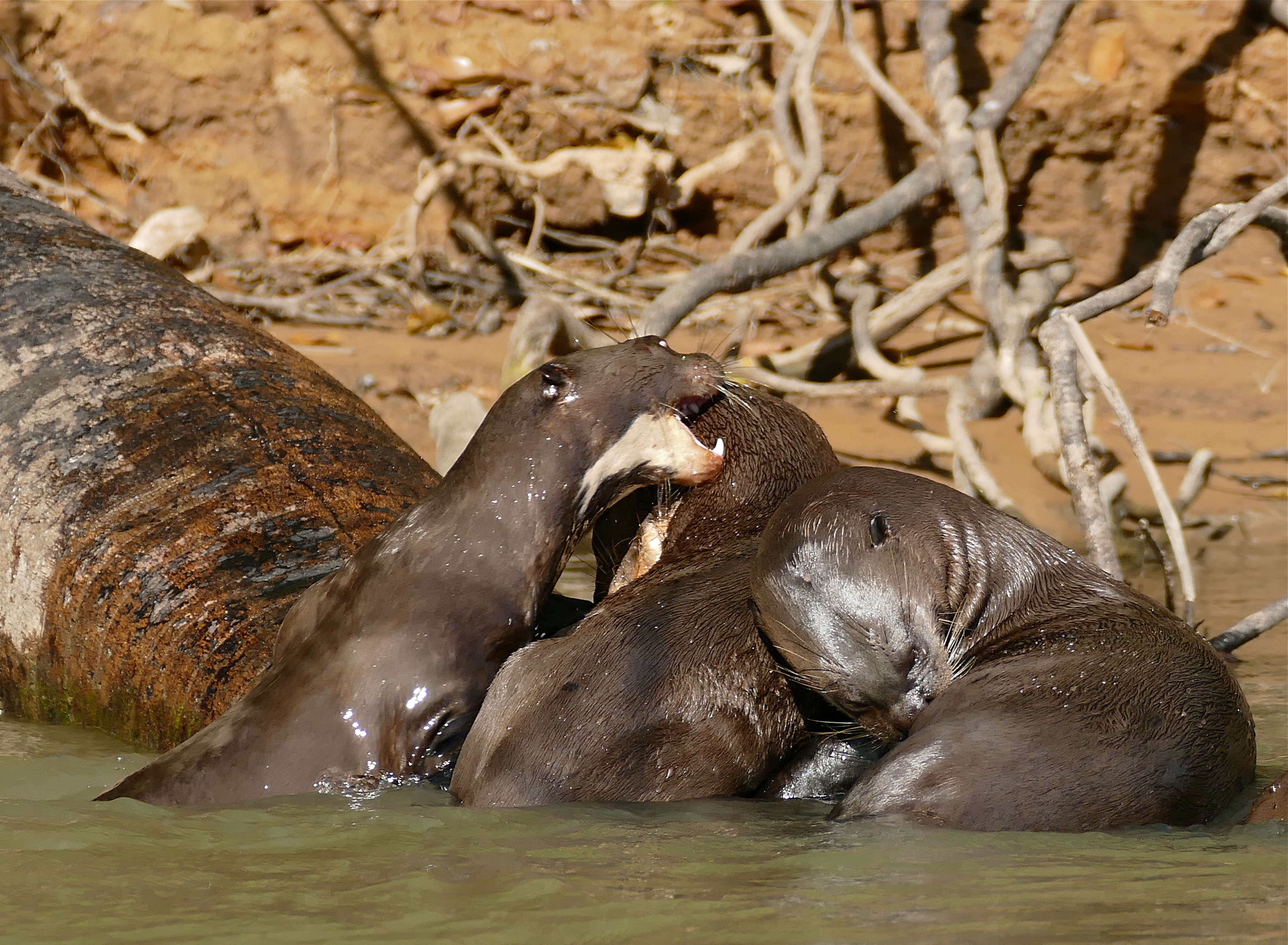 Image of giant otter