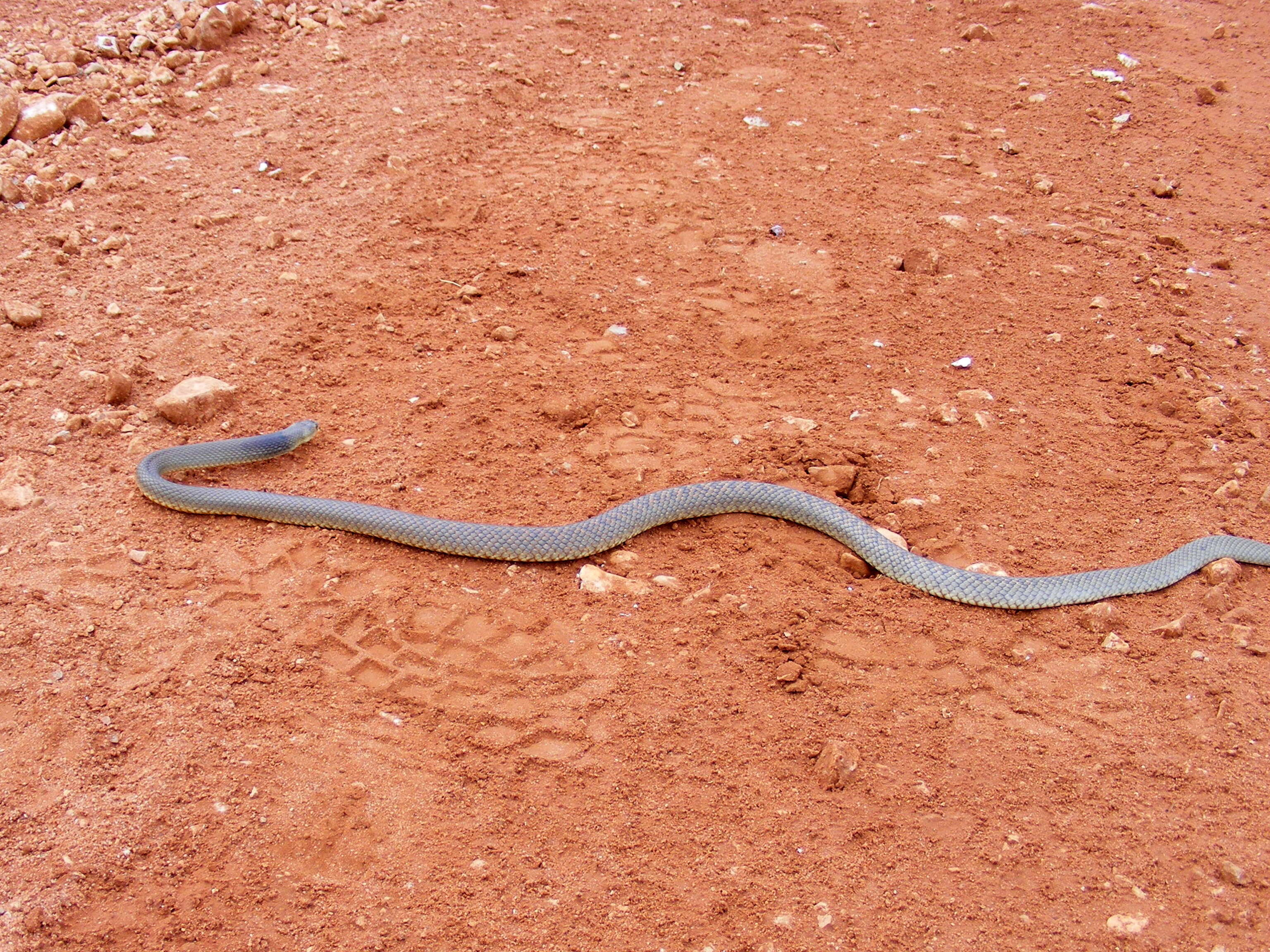 Image of sea snake