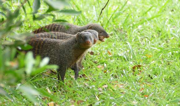 Image of Banded mongooses