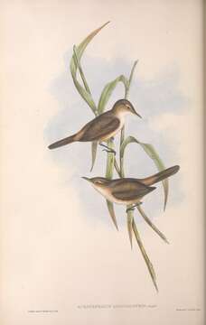 Image of Acrocephalus australis gouldi Dubois & Ajc 1901