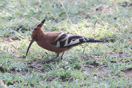 Image of hoopoes