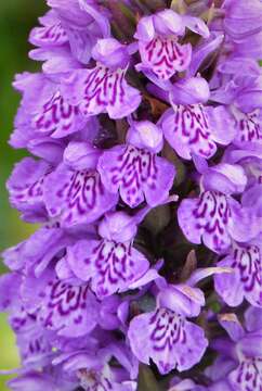 Image of Northern Marsh-orchid