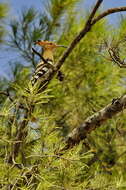 Image of hoopoes