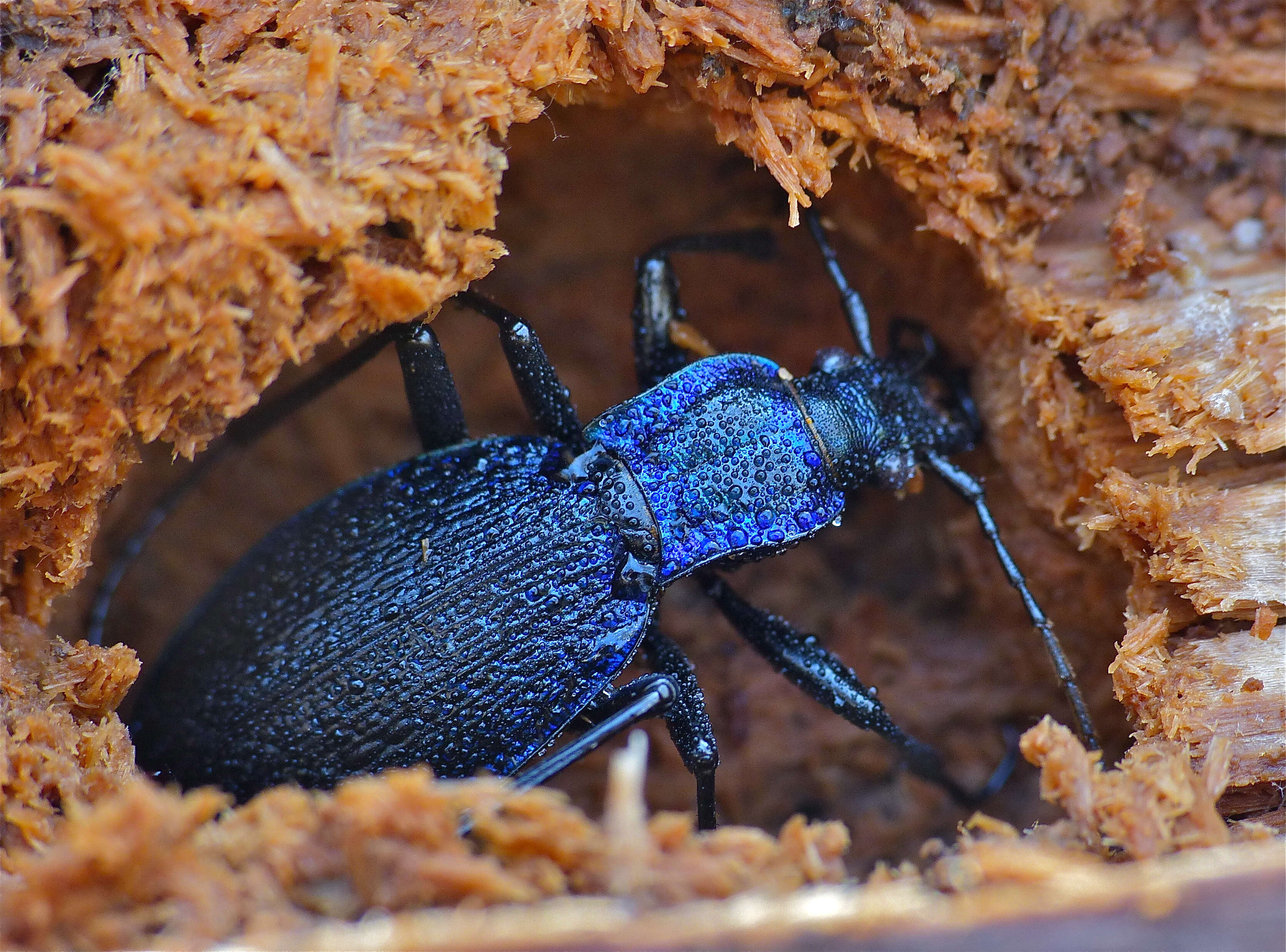 Image de Carabus