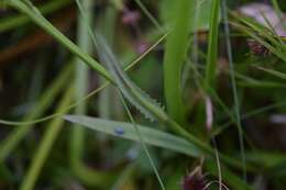 Image of Glade Lobelia