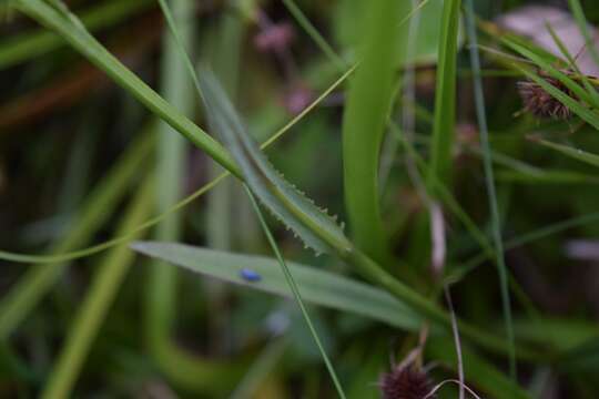 Image de Lobelia glandulosa Walter