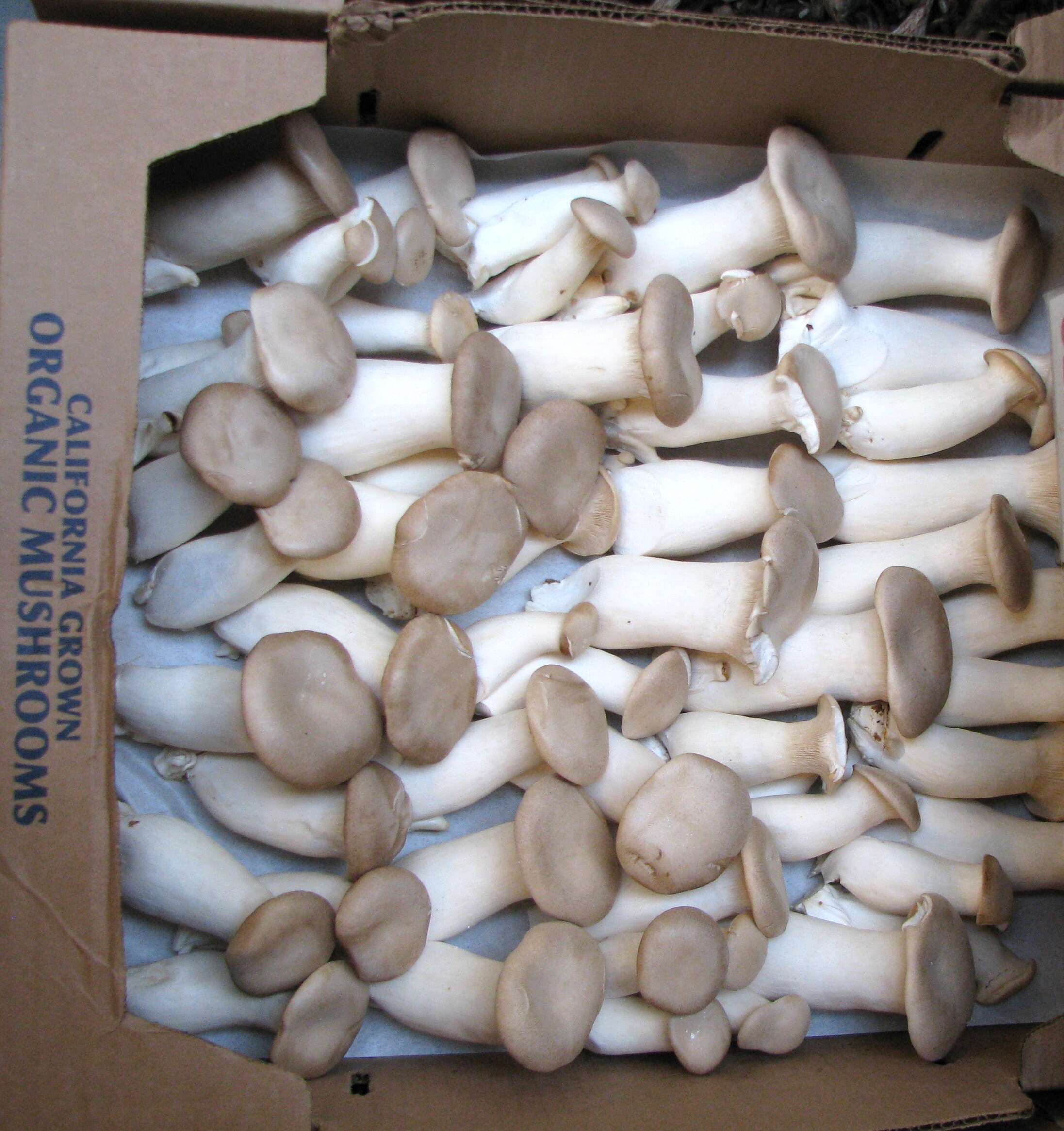 Image of Pleurotus