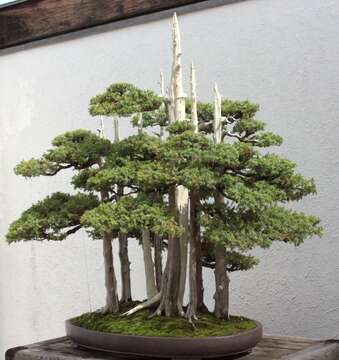 Image of Chinese Juniper