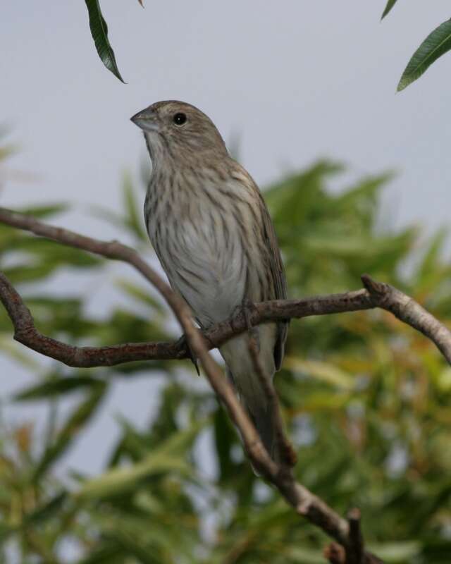 Image of Saffron Finch