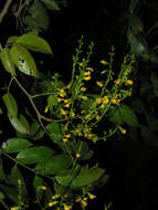 Image of pterocarpus