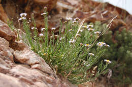 Image de Erigeron arenarioides (D. C. Eat. ex Gray) Rydb.