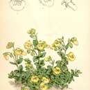 Image of Calceolaria tenella Poepp. & Endl.