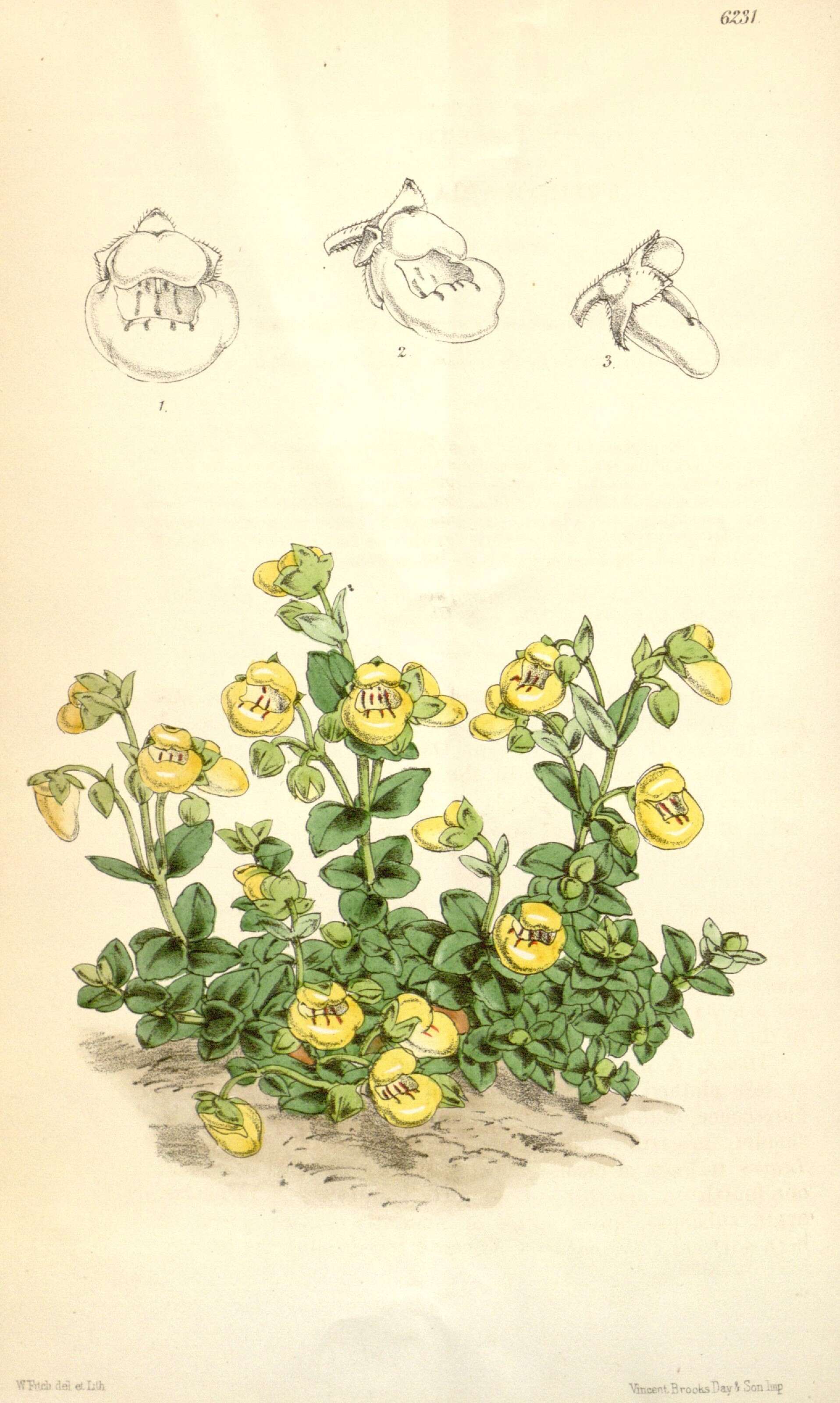 Image of Calceolaria tenella Poepp. & Endl.
