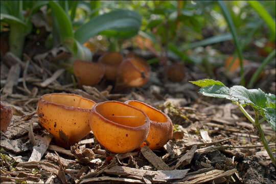 Imagem de Dumontinia tuberosa (Bull.) L. M. Kohn 1979