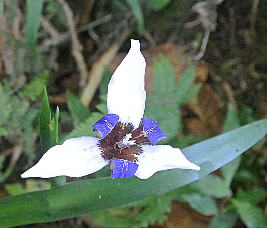 Image of Neomarica gracilis (Herb.) Sprague