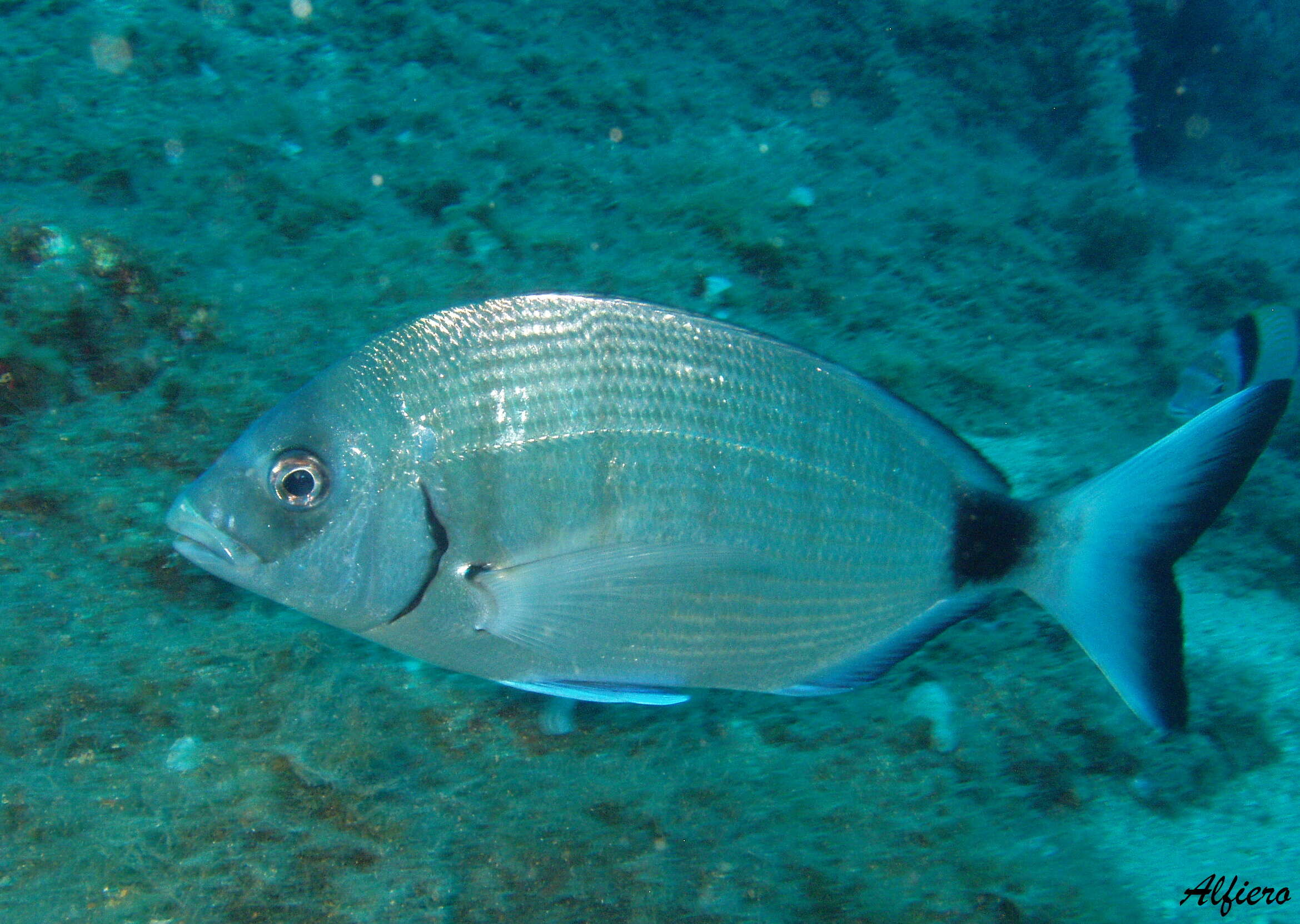 Image of Diplodus