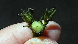 Image of Ipomoea cynanchifolia Meisn.