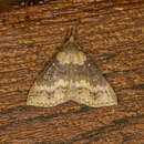 Image of Discolored Renia Moth