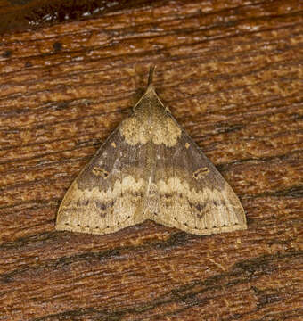 Image of Discolored Renia Moth