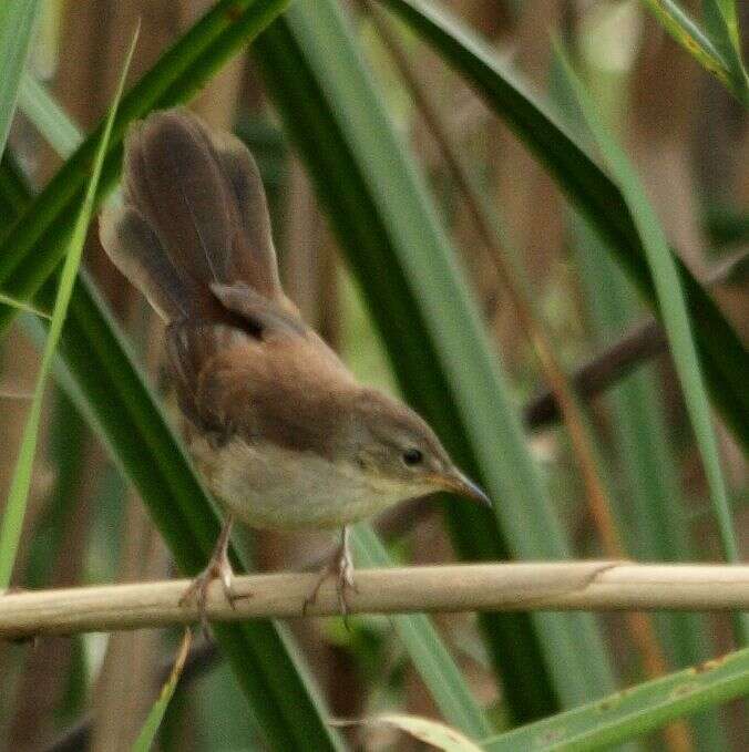 Image of African Bush-Warbler